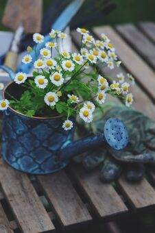 Garden Work Still Life In Summer. Camomile Flowers, Gloves And Tools On Wooden Table Royalty Free Stock Photo