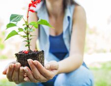 Young Plant Ready For Seedling Royalty Free Stock Image Young Plant Ready For Seedling Royalty Free Stock Image