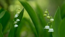 White Lily Of The Valley Flowers 2 Royalty Free Stock Image White Lily Of The Valley Flowers 2 Royalty Free Stock Image