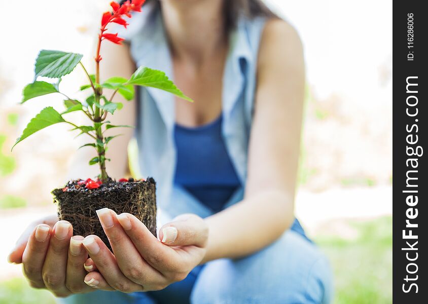 Female hands holding young plant ready for seedling in nature
