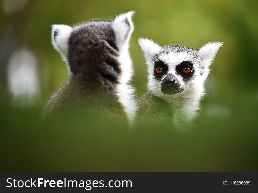 Lemur in madagascar