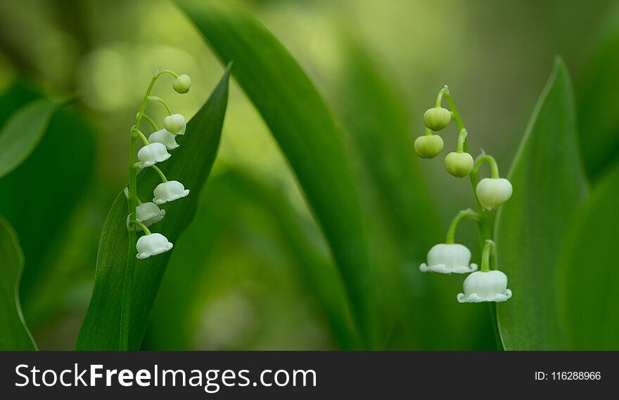 White lily of the valley flowers on green background - panorama. White lily of the valley flowers on green background - panorama