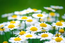 Daisy Flowers On A Green Blurry Background. Dark Tones. Meadow Flowers. Summer Time. Summer And Spring Flowers. Stock Images