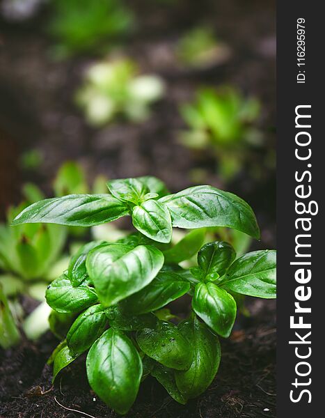 Detail of basil plant with drop of water on a leaves. Fresh, organic herbs. Cooking ingredients. Ocimum basilicum