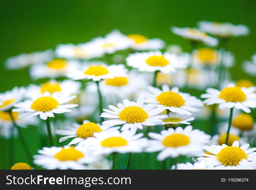Daisy flowers on a green blurry background. Dark tones. Meadow flowers. Summer time. Summer and spring flowers.