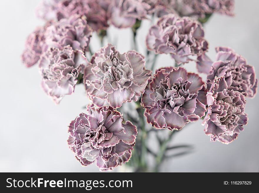 Lovely Flowers In Glass Vase. Beautiful Bouquet Of Carnation Is An Unusual Color . Floral Composition, Daylight. Summer