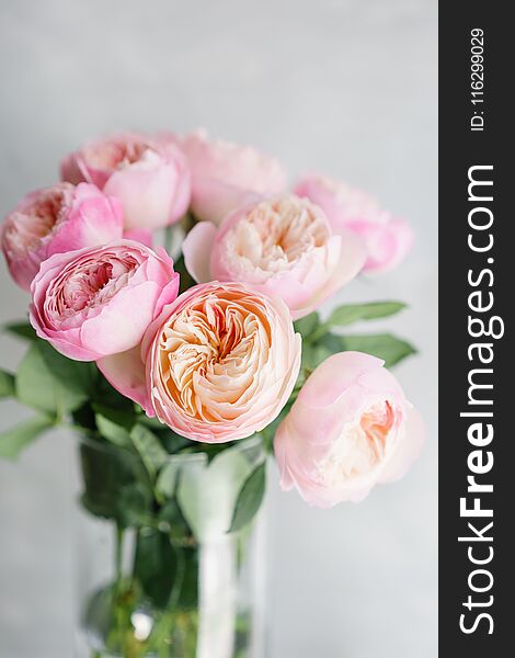 English garden peonies roses, David Austin. Multi color pink flower bud, floral background photo. Lovely flowers in