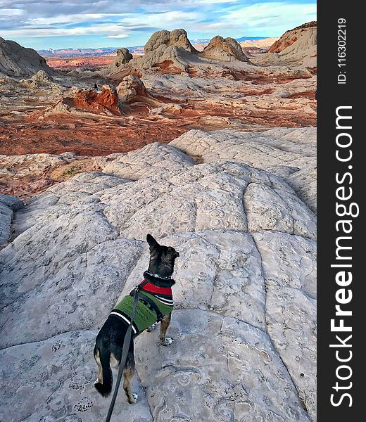 Dog On The Cliff. White Pocket, Arizona