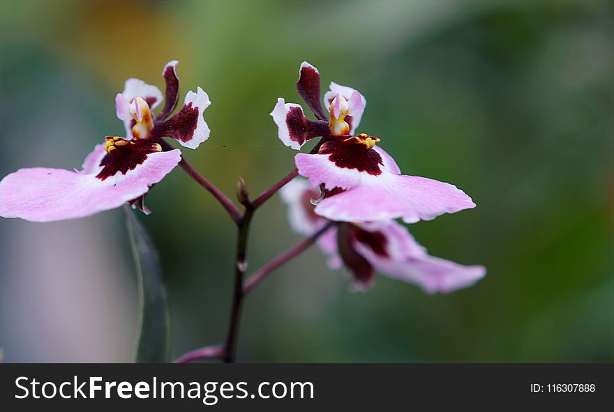 Purple-and-pink Moth Orchids Closeup Photo