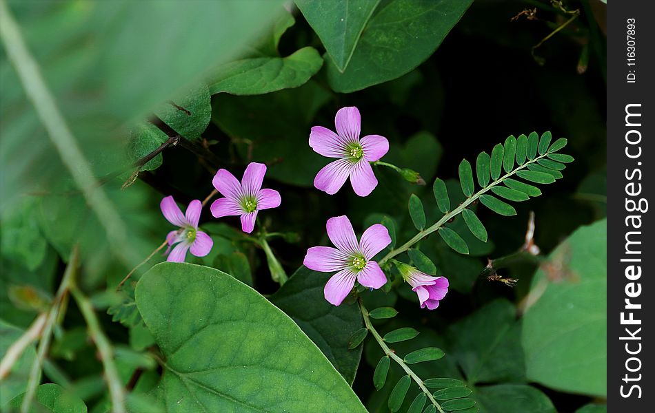 Selective Focus Photography Of Purple Petaled Flowers