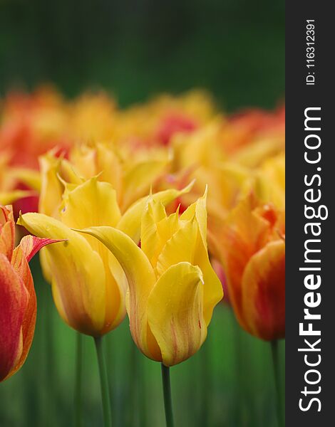 A picture of a tulip field detail named wild flame. A picture of a tulip field detail named wild flame.