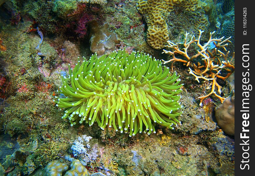 The amazing and mysterious underwater world of the Philippines, Luzon Island, Anilаo, sea anemone