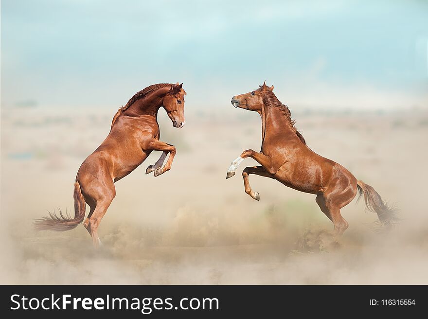 Two beautiful young stallions playing in desert. Two beautiful young stallions playing in desert