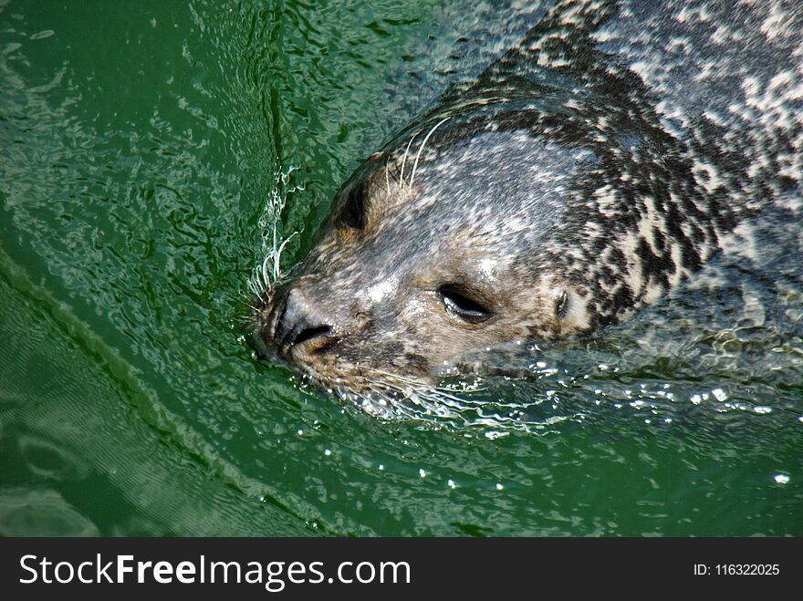 Above shot of a cute seal enjoying a swim in the summer