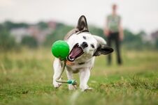 A White Mixed Breed Dog Tries To Catch Up A Green Ball. Royalty Free Stock Photography