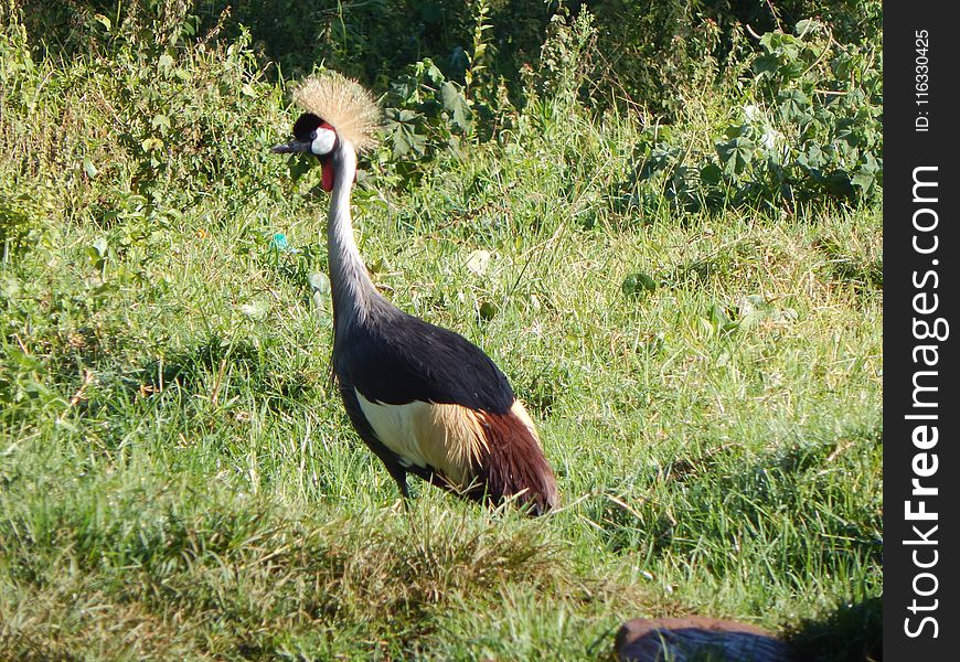 Bird, Fauna, Nature Reserve, Crane Like Bird