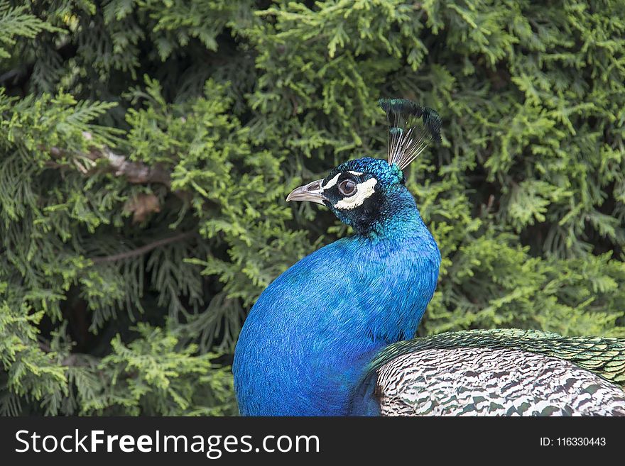 Peafowl, Bird, Galliformes, Beak
