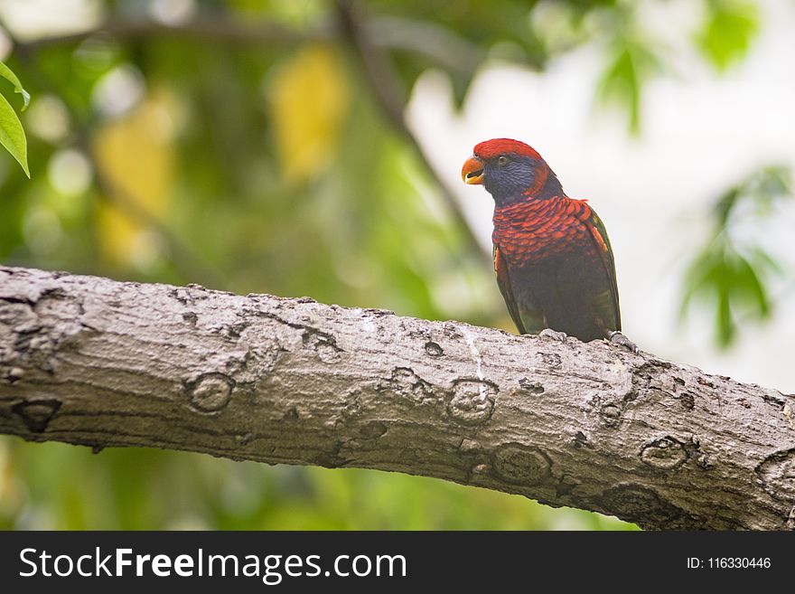 Bird, Beak, Fauna, Organism