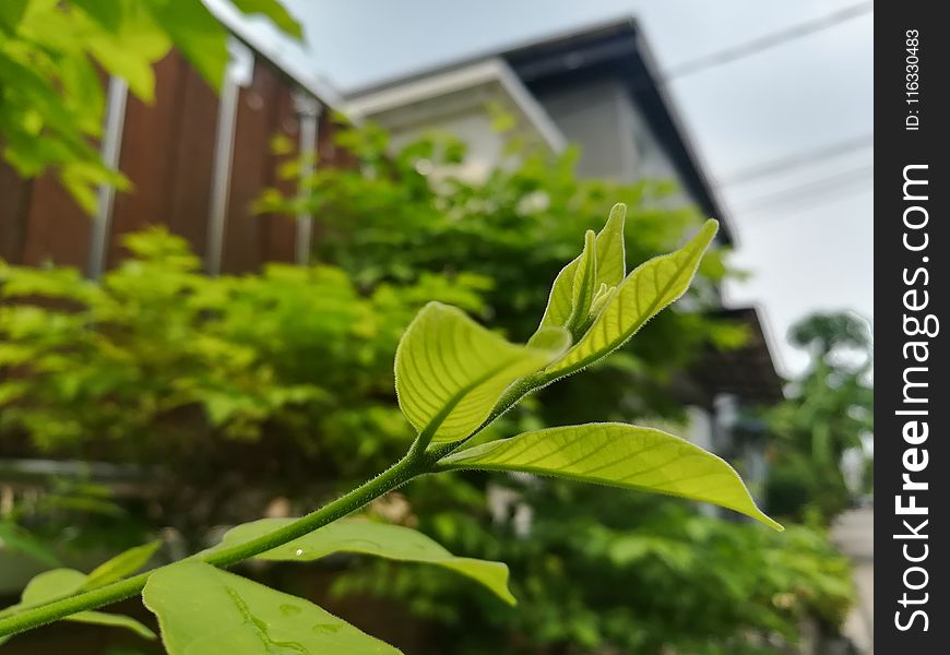 Plant, Leaf, Vegetation, Tree