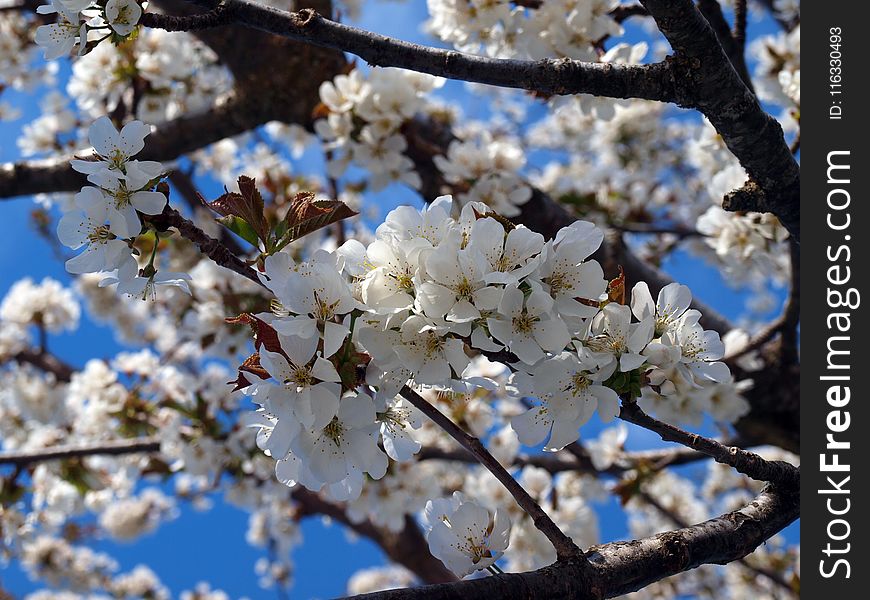 Blossom, Branch, Spring, Cherry Blossom