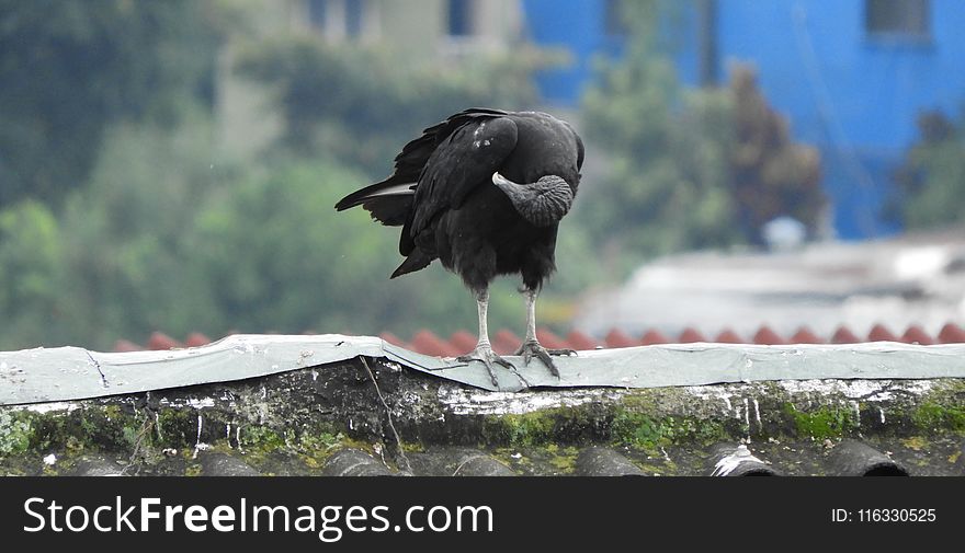 Bird, Beak, Fauna, Water