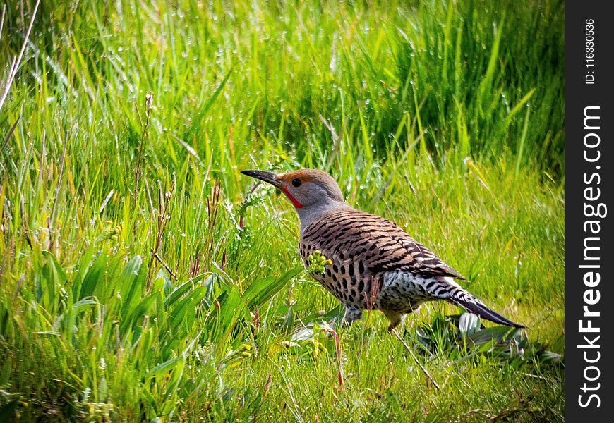 Bird, Ecosystem, Fauna, Grassland