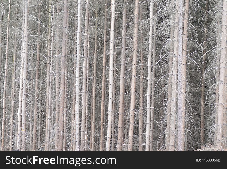 Tree, Forest, Wood, Spruce Fir Forest