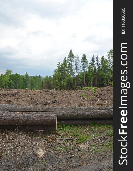 Tree, Soil, Sky, Forest