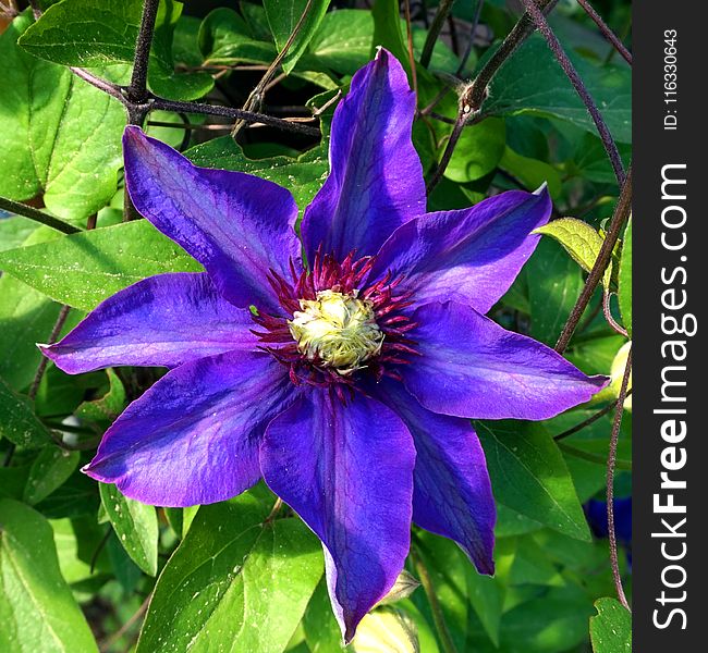 Flower, Plant, Blue, Flora