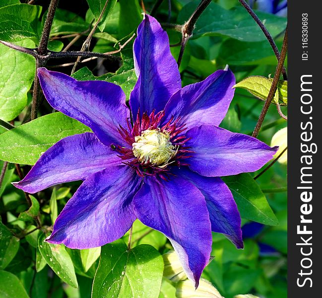 Flower, Plant, Blue, Flora