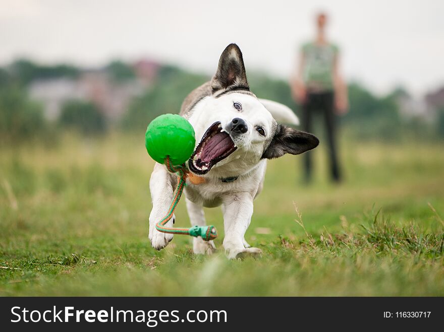 A white mixed breed dog tries to catch up and grab a green ball thrown by a girl. Active dog have a happy time with her owner outdoor on a field with green grass. A white mixed breed dog tries to catch up and grab a green ball thrown by a girl. Active dog have a happy time with her owner outdoor on a field with green grass.