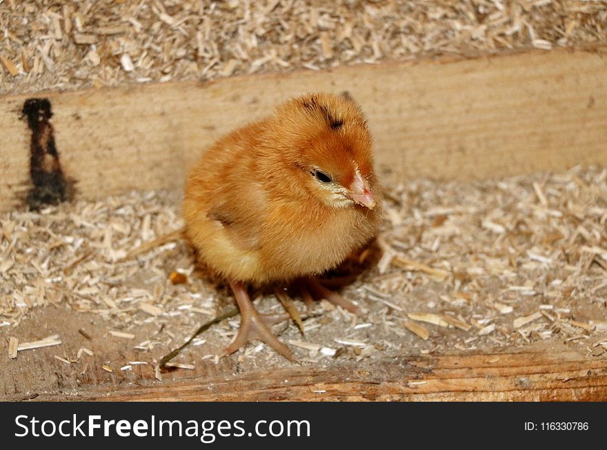 Fauna, Bird, Chicken, Beak