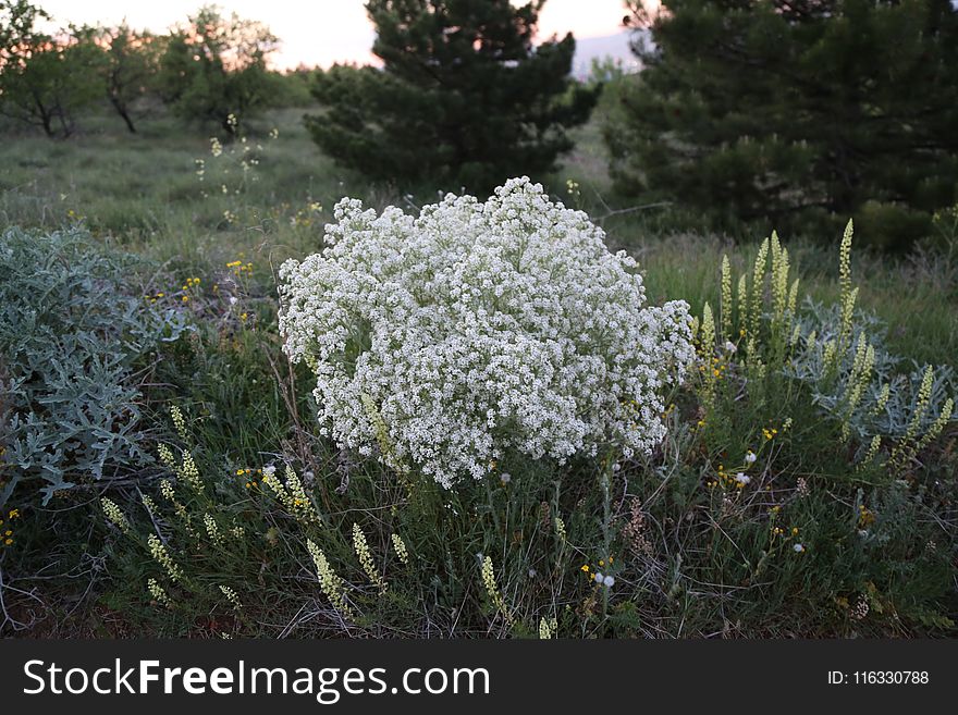 Plant, Flora, Ecosystem, Vegetation