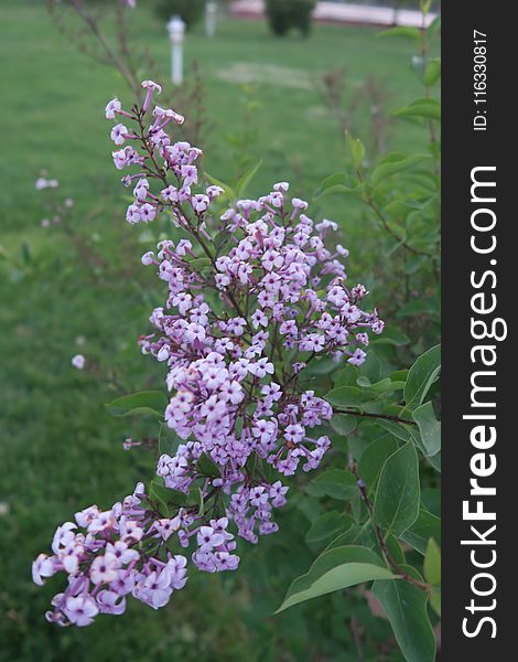 Plant, Flower, Flowering Plant, Lilac