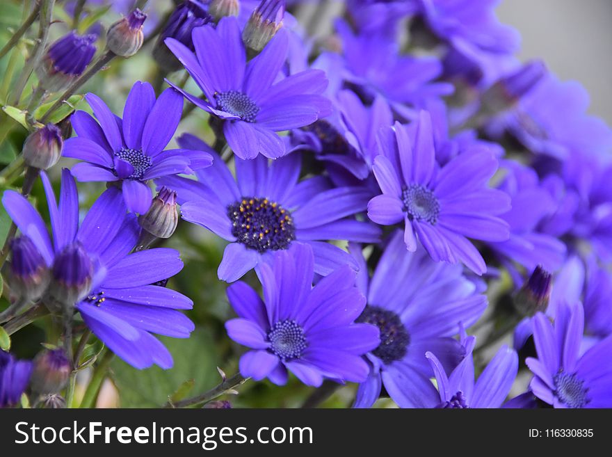 Flower, Blue, Plant, Purple