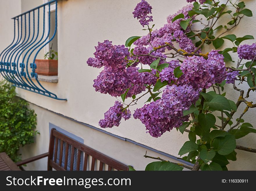 Flower, Plant, Purple, Lilac