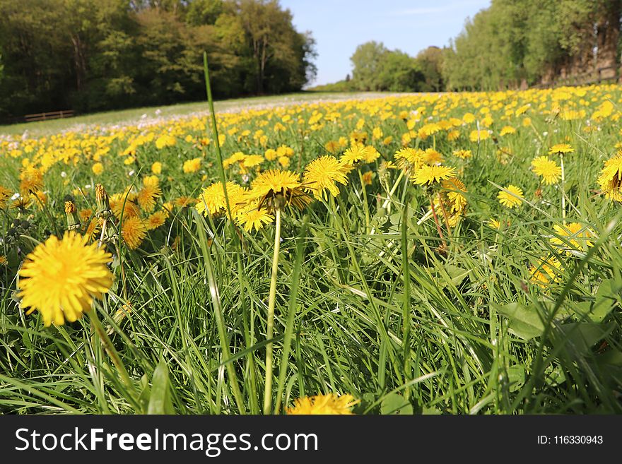 Flower, Yellow, Field, Meadow