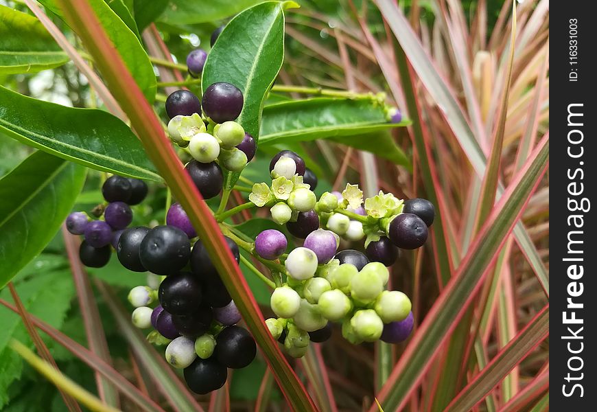 Plant, Berry, Fruit, Blueberry