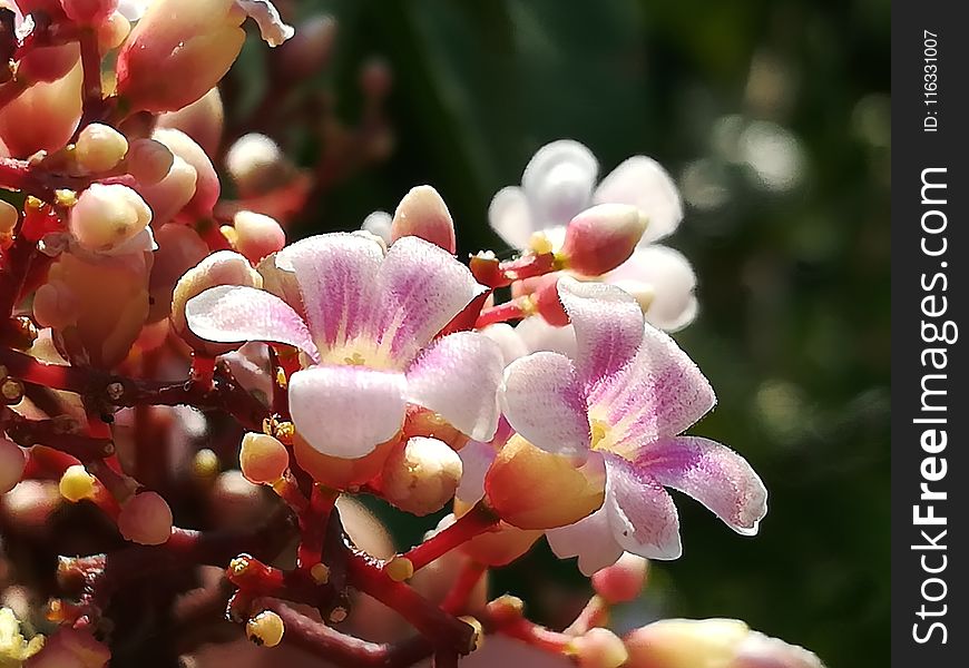 Pink, Flora, Plant, Flower