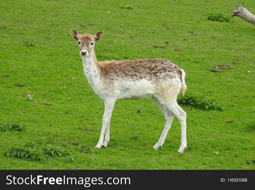 Wildlife, Deer, Ecosystem, Terrestrial Animal