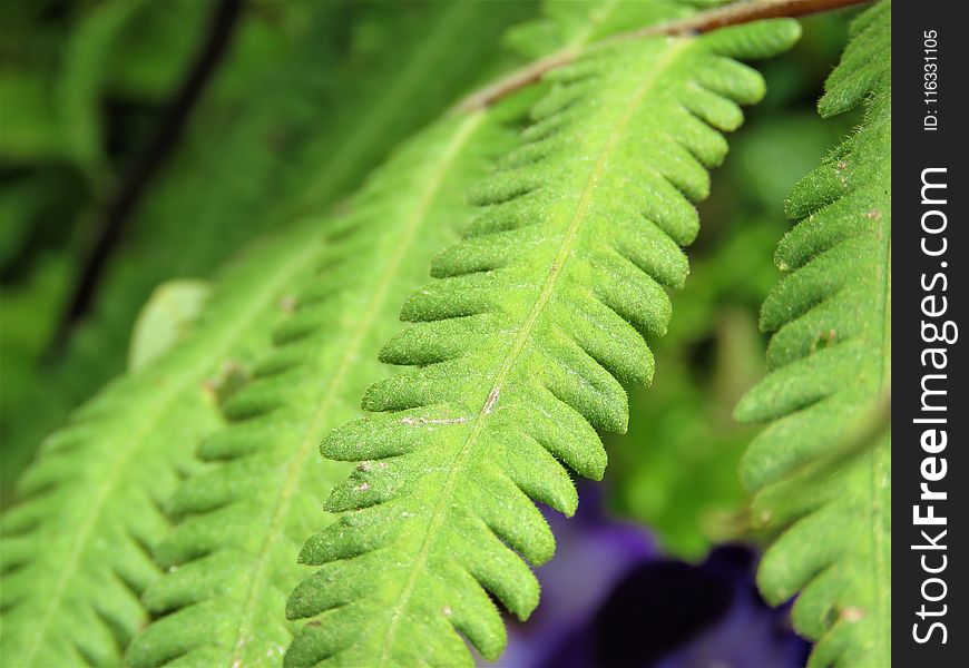 Vegetation, Leaf, Plant, Ostrich Fern