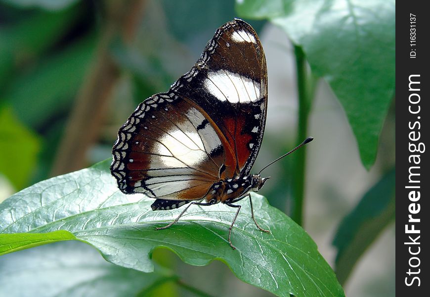 Butterfly, Insect, Moths And Butterflies, Brush Footed Butterfly