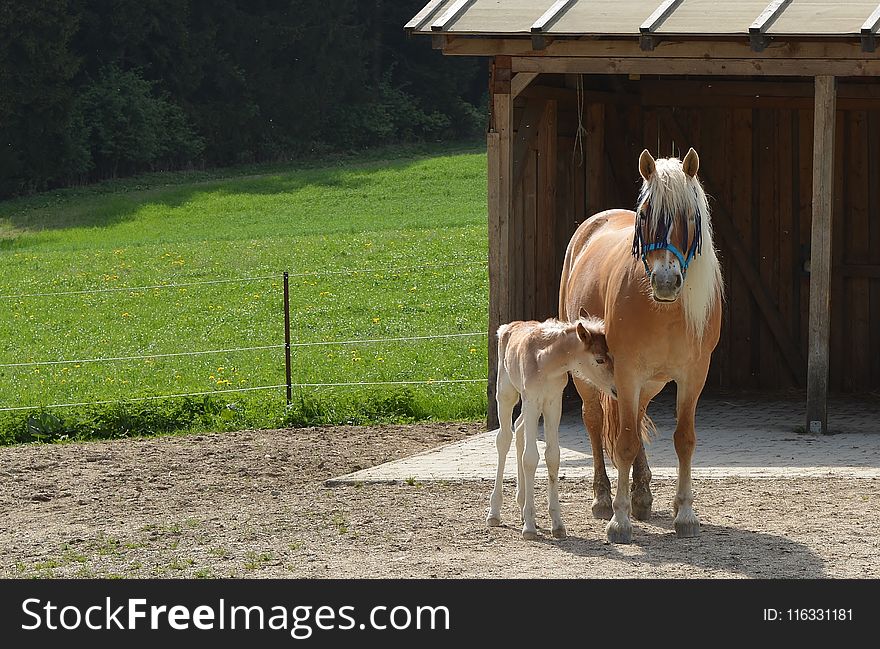 Horse, Horse Like Mammal, Mare, Pasture