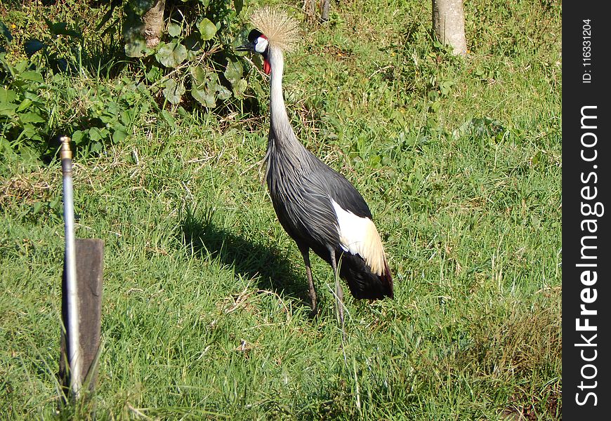 Bird, Crane Like Bird, Fauna, Nature Reserve