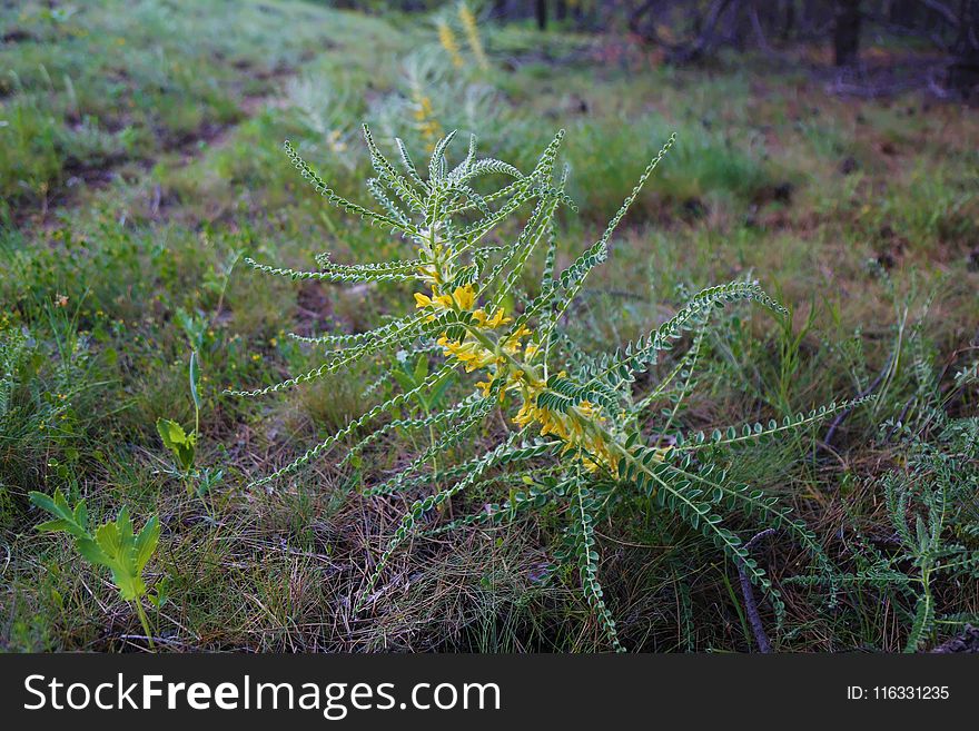 Ecosystem, Flora, Vegetation, Plant