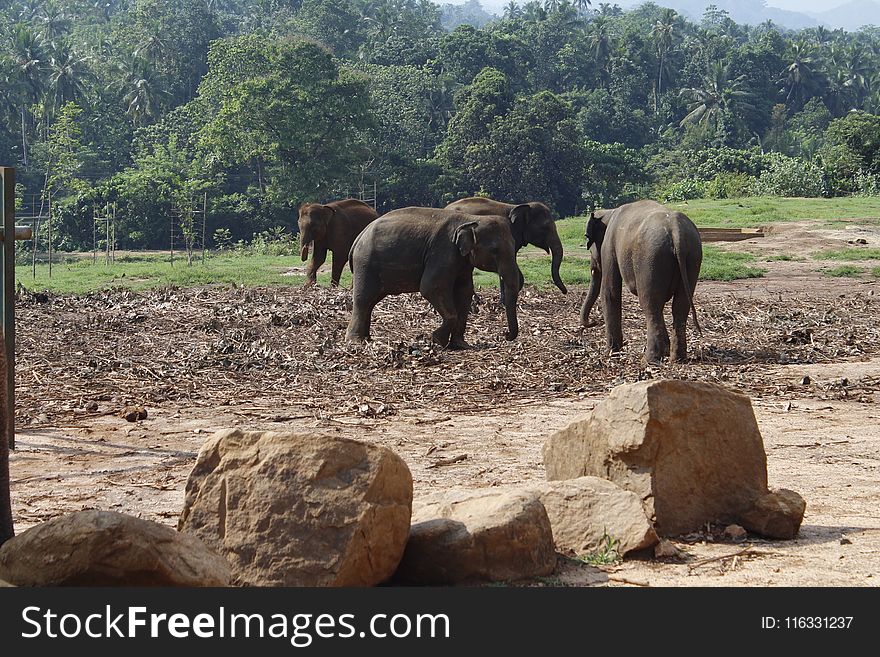Elephants And Mammoths, Elephant, Wildlife, Indian Elephant