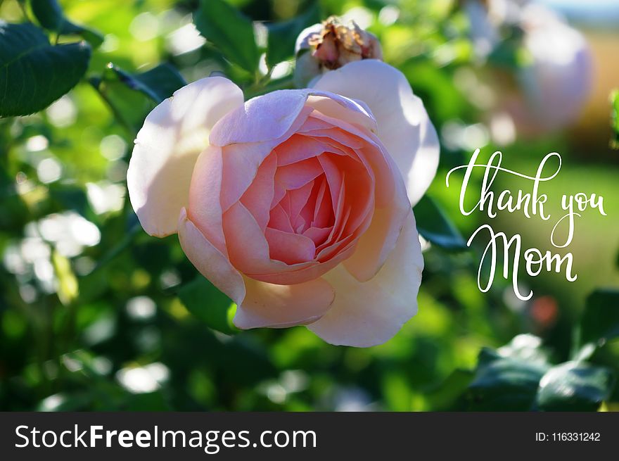 Rose, Flower, Rose Family, Flowering Plant