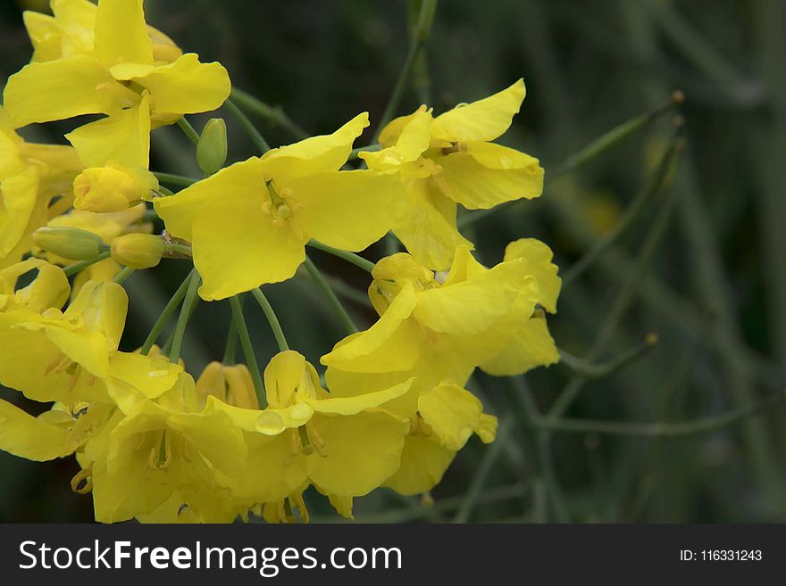 Flower, Yellow, Plant, Flora