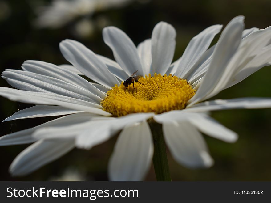 Flower, Oxeye Daisy, Flora, Pollen