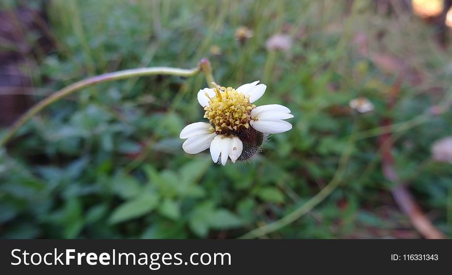 Flower, Flora, Plant, Spring